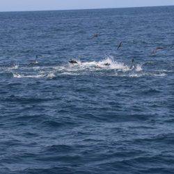 へいみつ丸 釣果