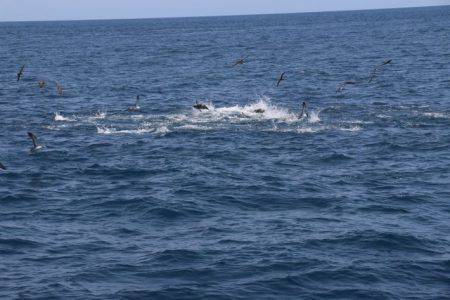 へいみつ丸 釣果