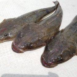 Magic（マジック） 釣果