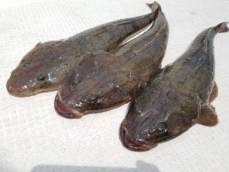 Magic（マジック） 釣果