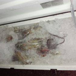 第二大福丸 釣果