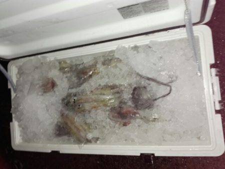 第二大福丸 釣果