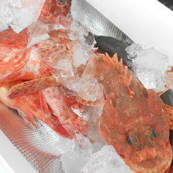 こうゆう丸 釣果