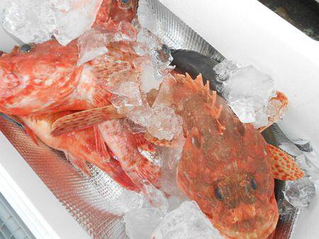 こうゆう丸 釣果