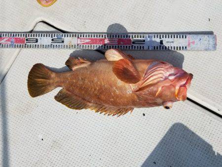 遊漁船　ニライカナイ 釣果