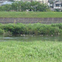 狩野川(狩野川漁業協同組合) 釣果