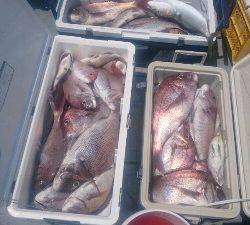 IDATEN（イダテン） 釣果