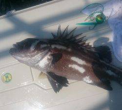 IDATEN（イダテン） 釣果