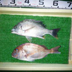 海山フィッシングセンター 釣果