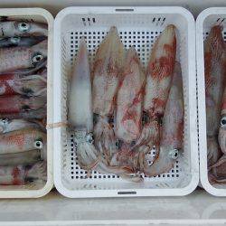 第三むつりょう丸 釣果