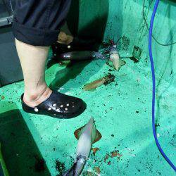 第三むつりょう丸 釣果