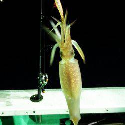 第三むつりょう丸 釣果