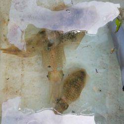 Magic（マジック） 釣果