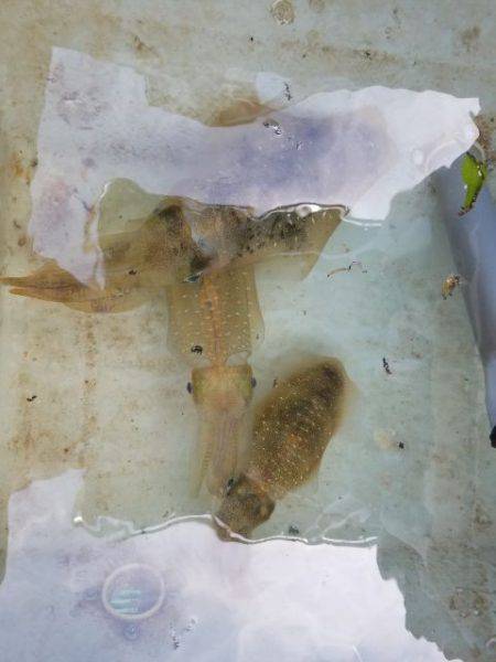 Magic（マジック） 釣果