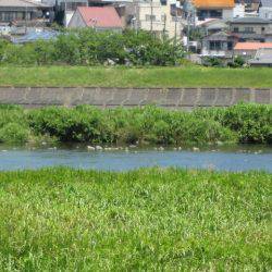狩野川(狩野川漁業協同組合) 釣果