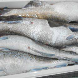 こうゆう丸 釣果