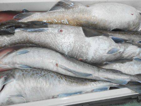 こうゆう丸 釣果