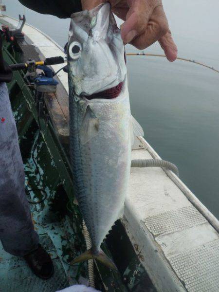 松福丸 釣果