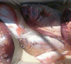 IDATEN(イダテン) 釣果