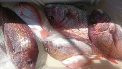 IDATEN(イダテン) 釣果