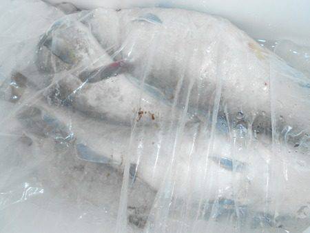 こうゆう丸 釣果