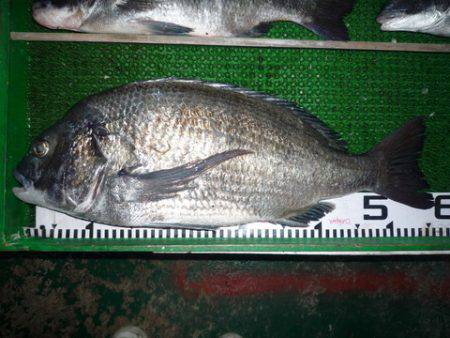 海山フィッシングセンター 釣果