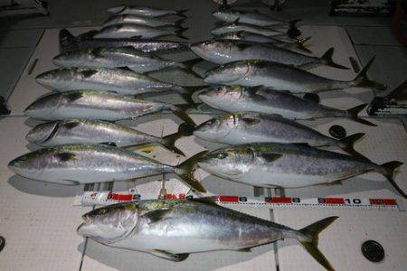 スカイマリン 釣果