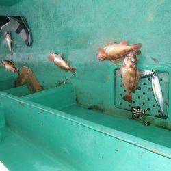 第二むつ漁丸 釣果