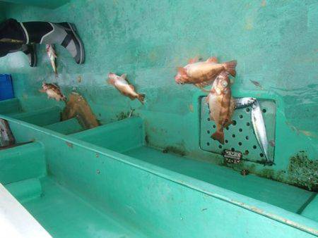 第二むつ漁丸 釣果