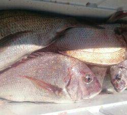 IDATEN(イダテン) 釣果