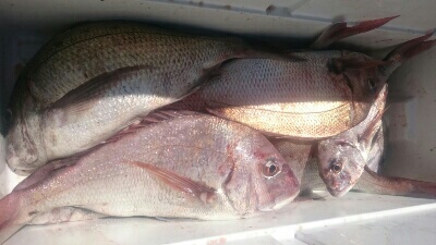 IDATEN(イダテン) 釣果