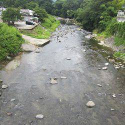 狩野川(狩野川漁業協同組合) 釣果