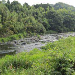 狩野川(狩野川漁業協同組合) 釣果