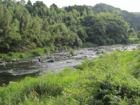 狩野川(狩野川漁業協同組合) 釣果