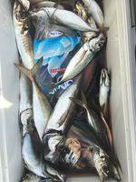 久里浜黒川本家 釣果