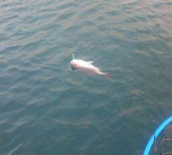 IDATEN（イダテン） 釣果