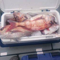 IDATEN(イダテン) 釣果