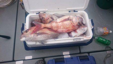 IDATEN(イダテン) 釣果