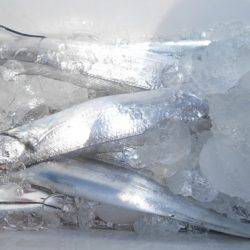 こうゆう丸 釣果