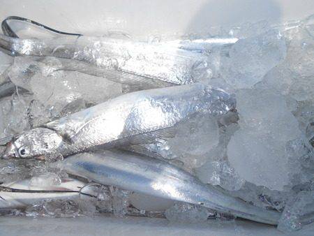 こうゆう丸 釣果