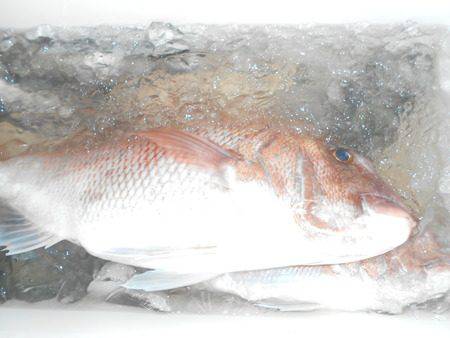 こうゆう丸 釣果