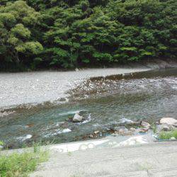 安倍川・藁科川（安倍藁科川漁業協同組合） 釣果