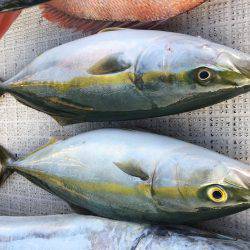 オーシャンズ 釣果