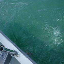 遊漁船 幸友丸 釣果