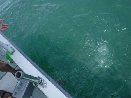 遊漁船 幸友丸 釣果