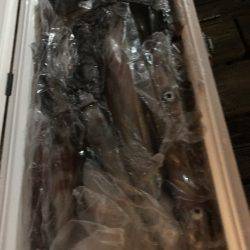 寿裕 （YOSHIHIRO） 釣果