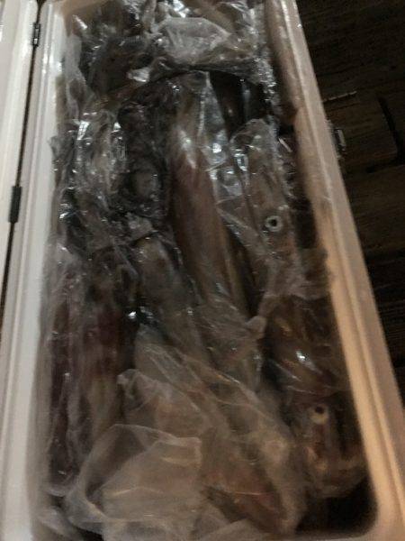 寿裕 （YOSHIHIRO） 釣果