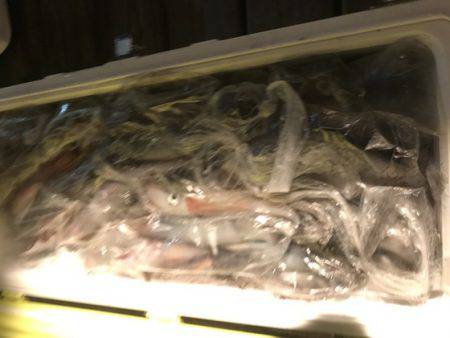 寿裕 （YOSHIHIRO） 釣果