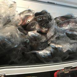 寿裕 （YOSHIHIRO） 釣果