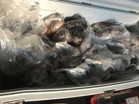 寿裕 （YOSHIHIRO） 釣果